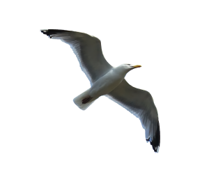 Чайка в небе